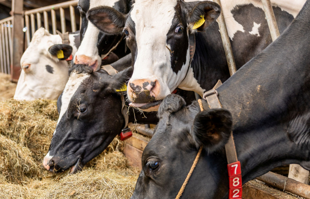 leerling veehouderij/loonwerk/groen